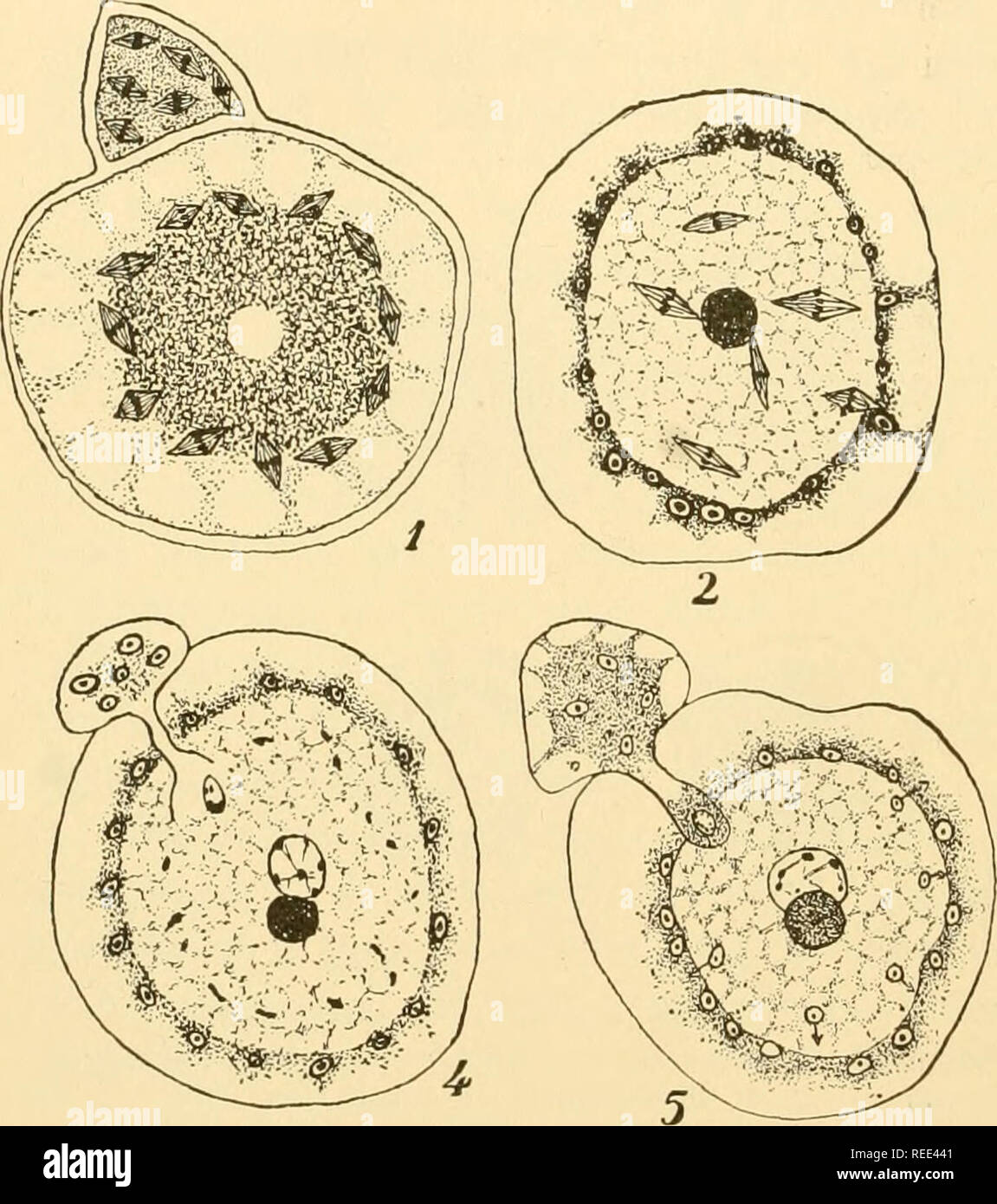 . Comparative morphology of Fungi. Fungi. 86 COMPARATIVE MORPHOLOGY OF FUNGI cance is still obscure; possibly it is the dynamic center of the poly- energid egg or an organ of nourishment for the nucleus. In the antheridium also the nuclei go through two mitoses (Fig. 52, 4); the conjugation tube penetrates to the vicinity of the coenocentrum, dissolves at the tip and about 100 nuclei enter the egg; they approach the female nuclei and slowly fuse with them (Fig. 52, 5 and 6). Here- upon the fertilization tube and the coenocentrum are dissolved, the egg is surrounded with an exospore near which  Stock Photo