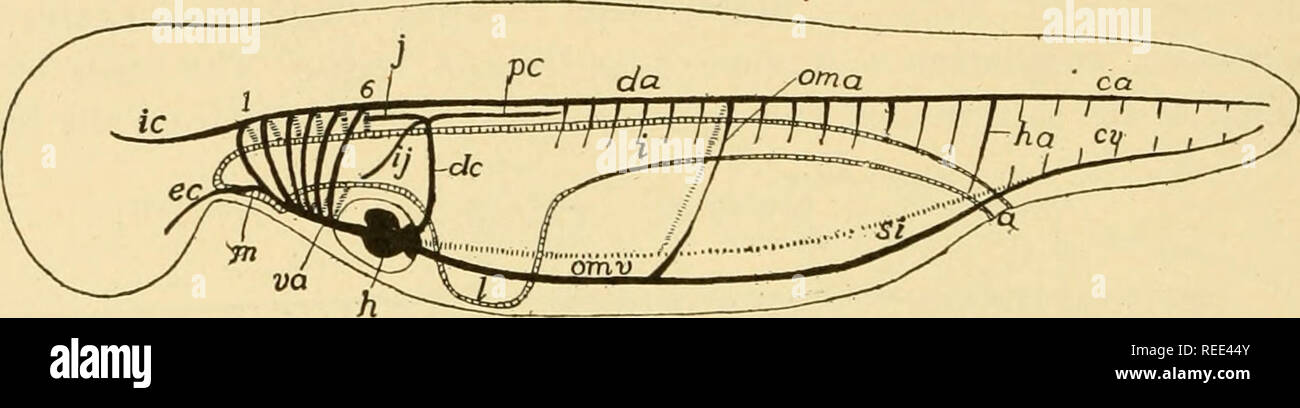 comparative-anatomy-anatomy-comparative-348-comparative-anatomy