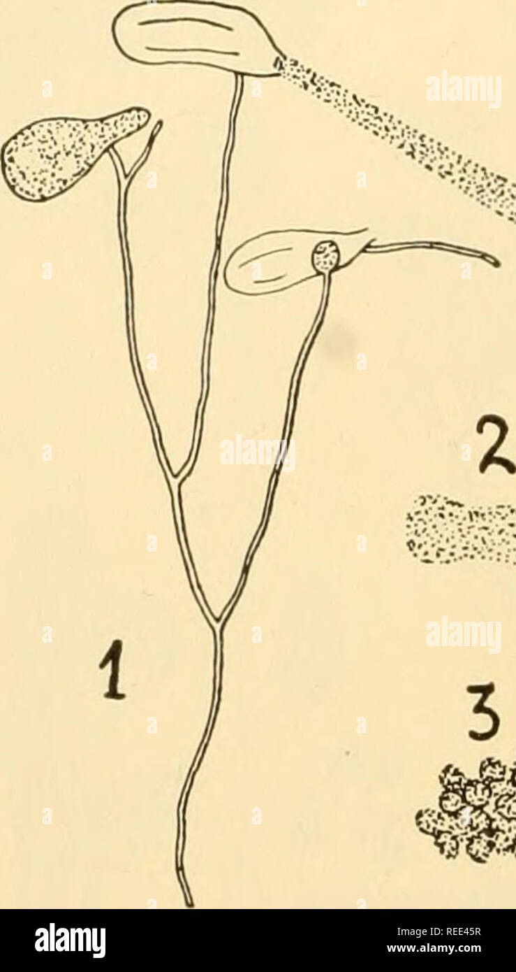 . Comparative morphology of Fungi. Fungi. 80 COMPARATIVE MORPHOLOGY OF FUNGI In Phytophthora (Fig. 45, 2 to 7), Albugo, Basidiophora, Sclerospora and, in part, Plasmopora (Fig. 48, C), the stage of the germ sac has almost entirely disappeared. Here the mature zoospores swarm directly out of the conidium. In other forms, the formation of swarm spores is suppressed and replaced by the direct development of conidia to a myce- lium. Thus in Plasmopara pygmaea, the undivided content of the conid- ium swells out of the top, rounds off and puts out a germ tube. In Bremia, the conidium germinates dire Stock Photo
