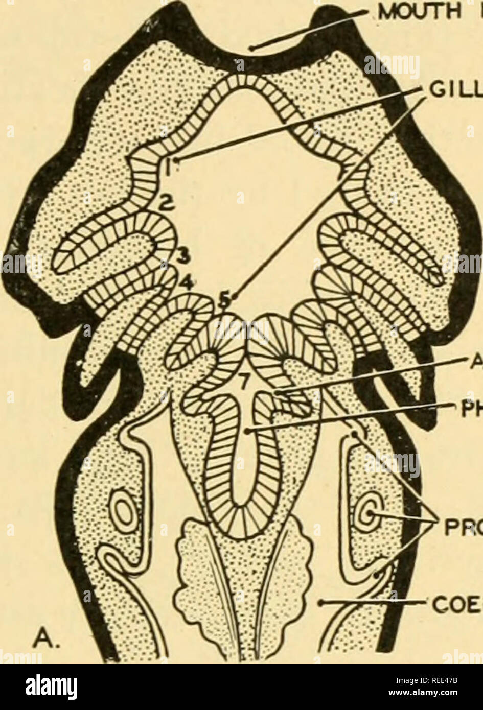 . Comparative anatomy. Anatomy, Comparative. THE RESPIRATORY SYSTEM 343