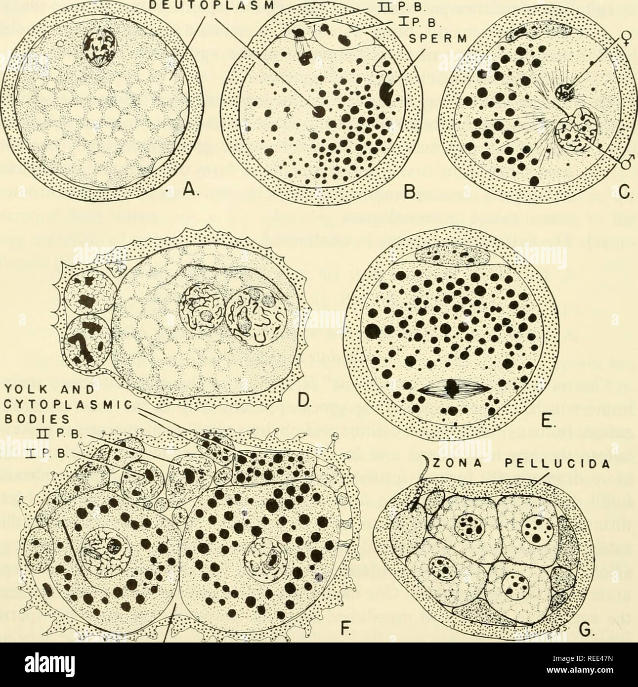 . Comparative embryology of the vertebrates; with 2057 drawings and photos. grouped as 380 illus. Vertebrates -- Embryology; Comparative embryology. 236 FERTILIZATION DEUTOPLASM. PERIVITELLiN E Fig. 118. Fertilization in the guinea pig. (After Lams, Arch. Biol., Paris, 28, figures slightly modified.) (A) Spindle of first maturation division. (B) Second maturation division completed; head of sperm in cytoplasm beginning to swell. (C) Sperm pro- nucleus, with tail still attached, greatly enlarged; female pronucleus small. (D) Pronuclei ready to fuse; chromatin material (chromosomes) evident with Stock Photo