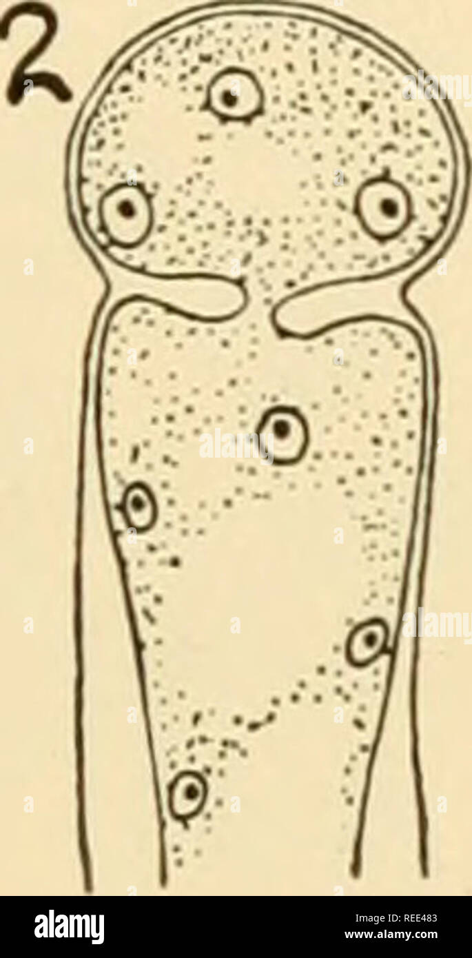 . Comparative morphology of Fungi. Fungi. OOMYCETES 11 into the hyphal wall. The middle layer elongates, thus becoming narrower and is finally dissolved, serving as a disjunctor. Meanwhile new nuclei have entered the sporiferous hypha and are used in the forma- tion of another conidium. Apparently, nuclear divisions do not occur in conidiophores and conidia. Peronosporeae.—Here only one conidium arises at each hyphal tip; between it and the hypha, there is formed a single short sterigma of a water-soluble substance which facilitates the abscission (Rostowzew, 1903). The disadvantage of this si Stock Photo