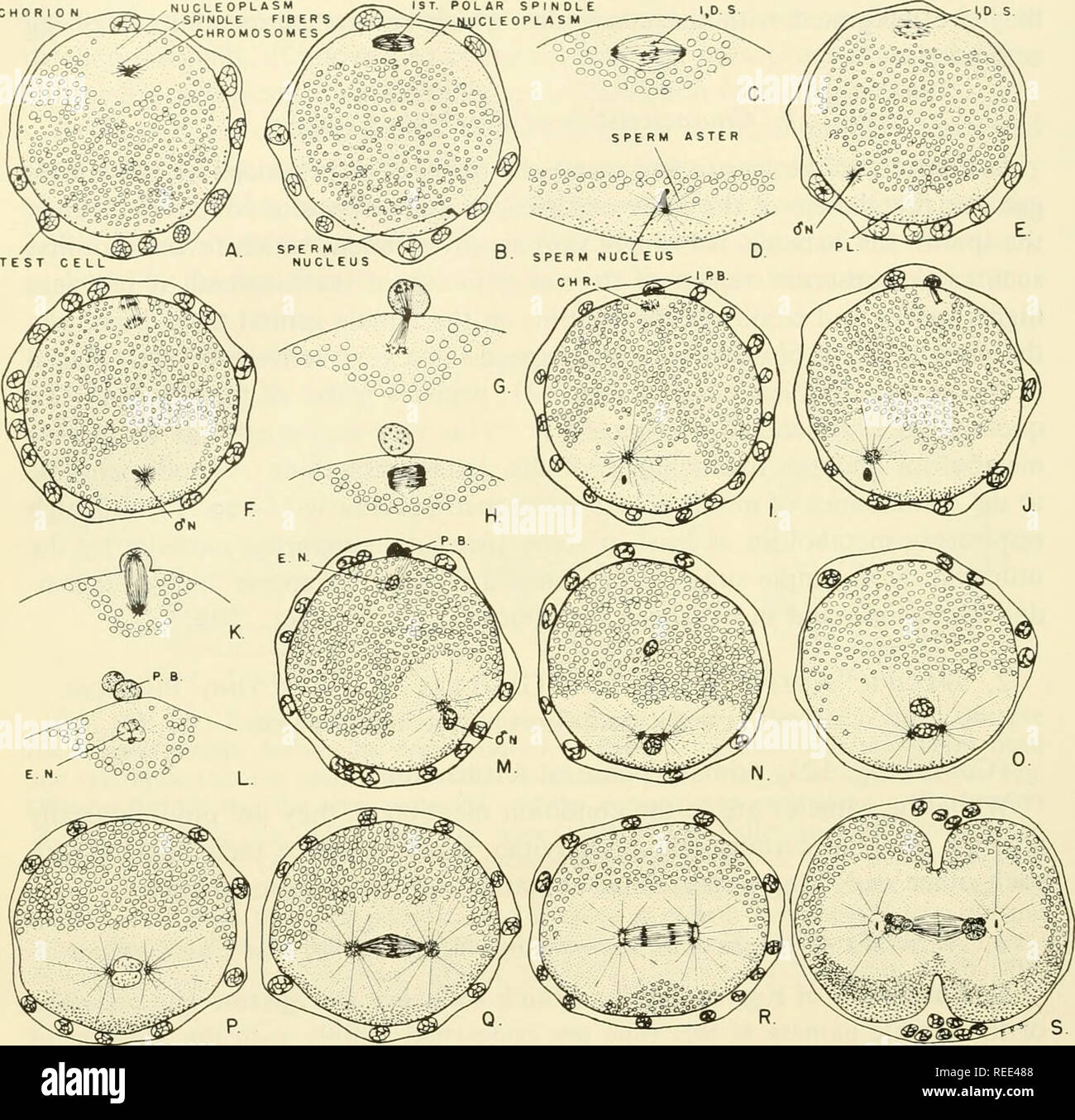 . Comparative embryology of the vertebrates; with 2057 drawings and photos. grouped as 380 illus. Vertebrates -- Embryology; Comparative embryology. CHORION. Fig. 116. Fertilization and maturation of the egg in the urochordate, Styela (Cynthia) partita. (After Conklin, '05.) (A) Egg shortly after spawning but before sperm entrance. The spindle fibers of the first maturation division are forming, and the nucleoplasm is located toward the animal pole. (B) Egg showing the spindle for first maturation divi- sion. Observe the sperm nucleus just inside the ooplasmic membrane near the midvegetal pole Stock Photo