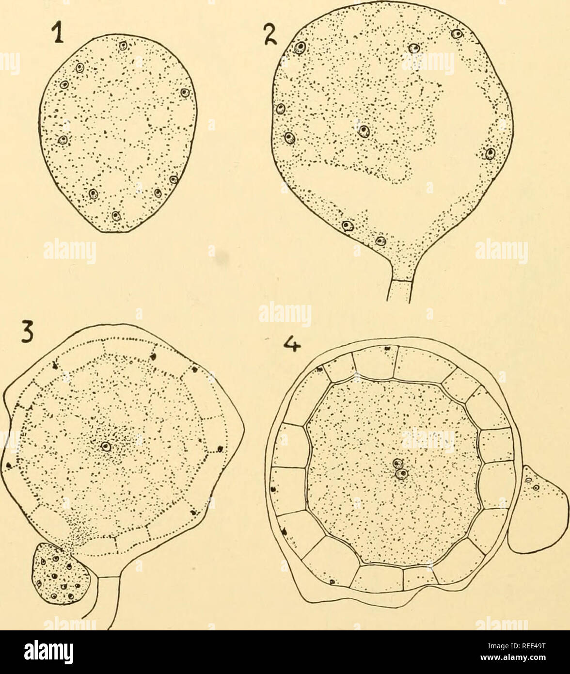 . Comparative morphology of Fungi. Fungi. 72 COMPARATIVE MORPHOLOGY OF FUNGI whose much-branched rhizoids are rooted in the substrate and bear on apical lobate processes, numerous thin, generally unbranched, hyphae which usually end with a sporangium (Fig. 41, 1). The zoospores arise, as in the Saprolegnieae, from peripheral protoplasm, shortly before evacuation the inner layer of the sporangial walls swells. The outer cuticular membrane is separated as a small lid at the top of the sporan-. Fig. 43.—Araiospora -pulchra. Development of oogonia. 1. Young oogonium with peripheral nuclei. 2. Fund Stock Photo