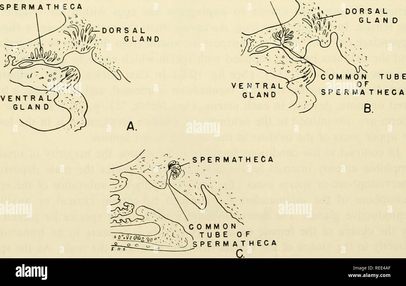 . Comparative embryology of the vertebrates; with 2057 drawings and photos. grouped as 380 illus. Vertebrates -- Embryology; Comparative embryology. Fig. 107. Intromittent organ of the tailed frog of America, Ascaphus truei. (After Noble, '31.) (A) Cloacal appendage. (B) Ventral view of same. (C) Fully distended appendage, showing spines on distal end. Opening of cloaca shown in the center. SPERMATHECA . â â¢&quot;^,^ DOR SAL. Fig. 108. Diagrammatic sagittal sections of the cloacas of three salamanders, showing types of spermatheca. (A) Nee turns. (B) Amhystoma. (C) Desmognathus. (Re- drawn fr Stock Photo