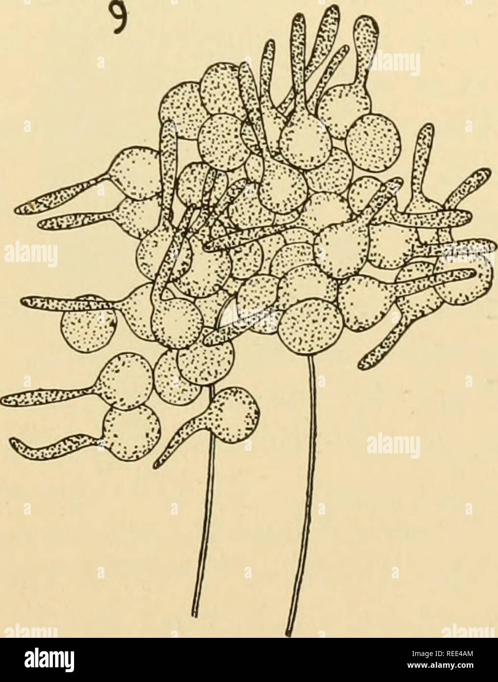 . Comparative morphology of Fungi. Fungi. -piQ, 39.—Saprolegnieae. Degeneration of diplanetic zoospores. 1. Achlya racemosa. Sporangiferous hyphae. Both upper sporangia are empty while the lower contains zoo- spores already surrounded by a membrane (Reticulate sporangium). 2. Dictyuchus mono- sporus. Two superimposed zoosporangia, with reticulate structure, the upper empty, the lower just mature. 3. Exit of zoospore from zoosporangium. 4. Zoospore surrounded by membrane. 5. Resting zoospore has just slipped out of membrane. 6. Thraustotheca clavata. Liberation of sporangiospore balls. 7. Exit  Stock Photo