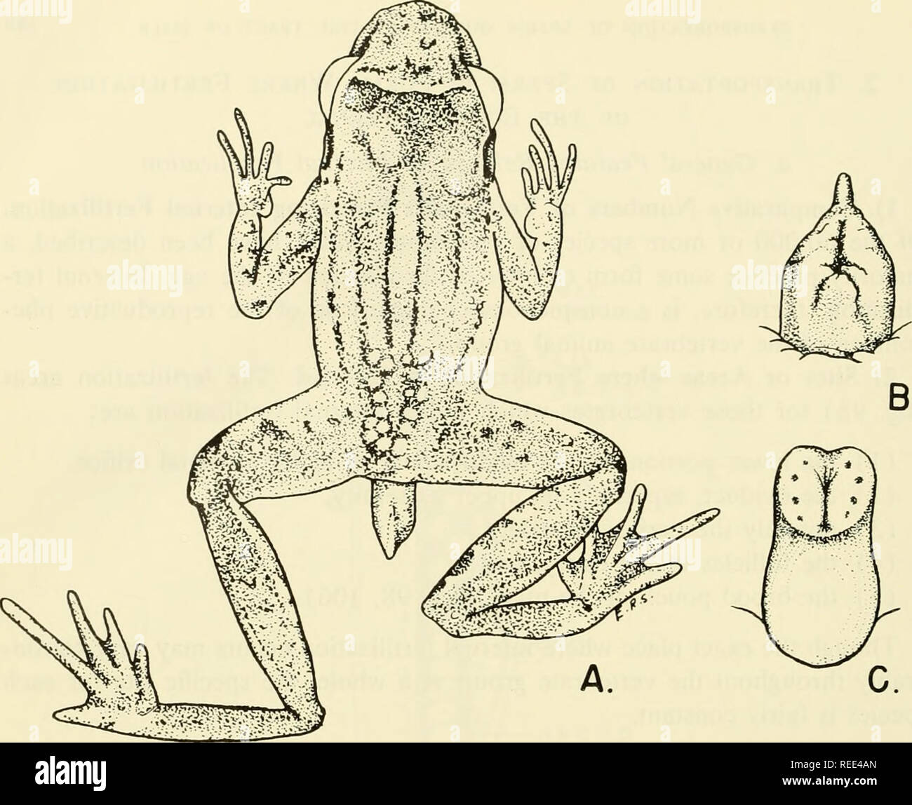. Comparative embryology of the vertebrates; with 2057 drawings and photos. grouped as 380 illus. Vertebrates -- Embryology; Comparative embryology. Fig. 107. Intromittent organ of the tailed frog of America, Ascaphus truei. (After Noble, '31.) (A) Cloacal appendage. (B) Ventral view of same. (C) Fully distended appendage, showing spines on distal end. Opening of cloaca shown in the center. SPERMATHECA . â â¢&quot;^,^ DOR SAL. Please note that these images are extracted from scanned page images that may have been digitally enhanced for readability - coloration and appearance of these illustrat Stock Photo