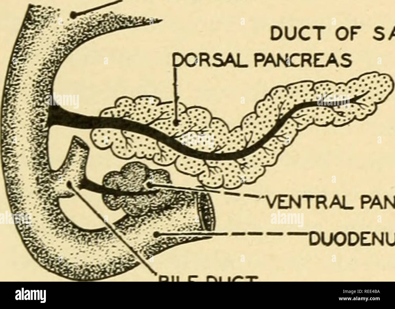 . Comparative anatomy. Anatomy, Comparative. THE DIGESTIVE SYSTEM 327 centrated near the lumen of the acinus. Secretions pass from the lumina of the glands into fine intercalated ducts, and from these into secretory ducts like those of the parotid. Scattered irregularly among the acini of the pancreas are clusters of lightly-staining cells. The area of these clusters in section is considerably greater than that of a single acinus. These are the islands of Langerhans, endocrinal organs which secrete insulin. Development of the Pancreas. Like the Hver, the pancreas develops from the endoderm. It Stock Photo