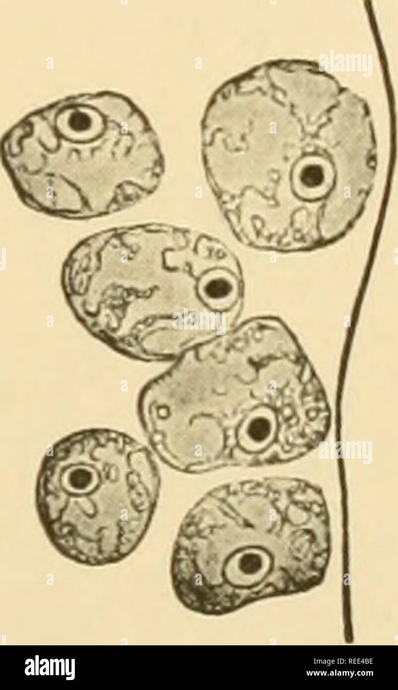. Comparative morphology of Fungi. Fungi. Fig. 38.—Saprolegnia. Development of zoospores. A, Young zoosporangium whose peripheral protoplasm has a large number of nuclei; B, (section) uninucleate spore initials are formed in the peripheral layer by radial cleavage; C, D, spore initials contract, separate and round up. (After Davis, 1903.) Saprolegniaceae.—This family is mostly saprophytic, rarely parasitic on plant and animal substrates in water and soil. The mycelium is tubular, generally differentiated into slender, ramose, intramatrical hyphae and into thick, less-branched extramatrical hyp Stock Photo