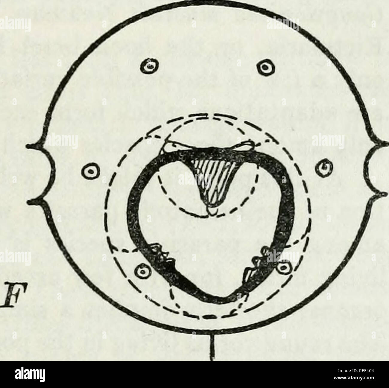 . Comparative studies on certain features of nematodes and their significance. Nematoda. Text Fig. E. Diagram of a nematode head en face showing asymmetry. Text Fig. F. Diagram showing a typical case of bilaterality in a capsulated cephalic region. flesh of the host containing the encysted immature worms. The gravid female of Hepaticola hepatica Hall dies in the liver tissue of the host, leaving there a mass of eggs which have no way of reaching the exterior or attaining a new host. In such a case, cannibalism seems to be the only agent upon which the species can depend for propagation. From t Stock Photo