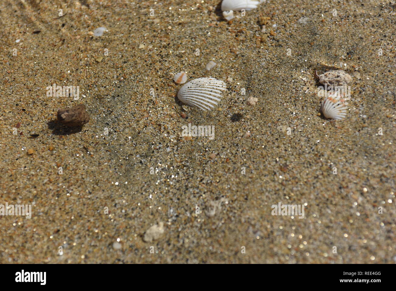 Water rippling over sand and shells Stock Photo
