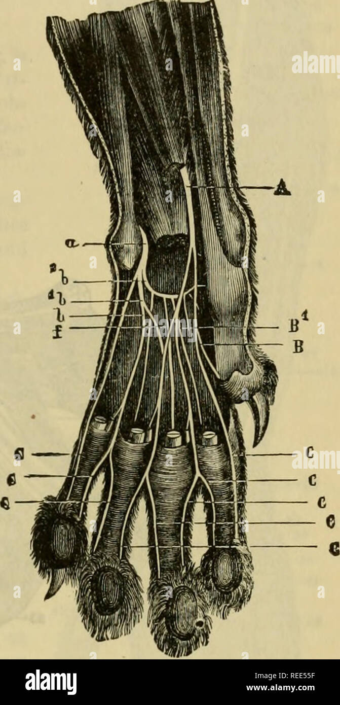 . The comparative anatomy of the domesticated animals. Veterinary