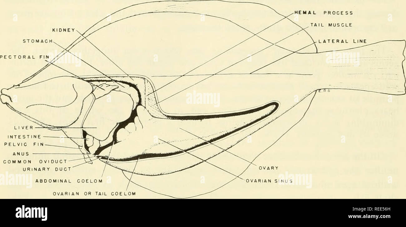 Fish Shellfish Identification The Culinary Pro