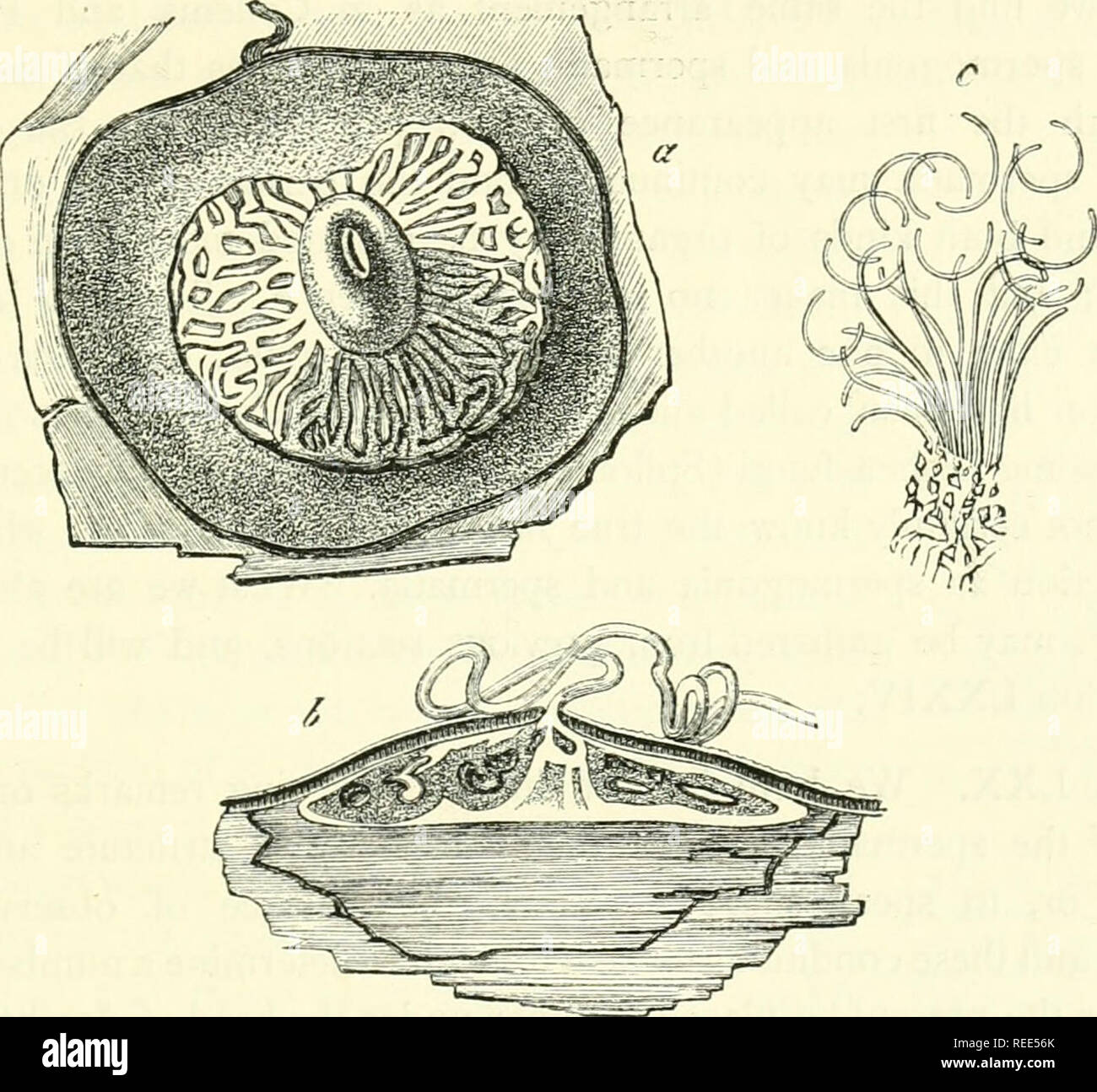 . Comparative morphology and biology of the fungi, mycetozoa and bacteria. Fungi -- Morphology; Bacteria -- Morphology. CHAPTER V.—COMPARATIVE REVIEW.—ASCOMVCETES. 241 of the jelly, and which must necessarily be communicated to such small and light bodies. With these characteristics the spermatia cannot be certainly distinguished from small spores. The distinction however is, that, like those of Collema or Polystigma, they are all, as far as has been hitherto observed, incapable of germination. Secondly, these organs all agree in having the spermatiophores collected together into close hymenia Stock Photo