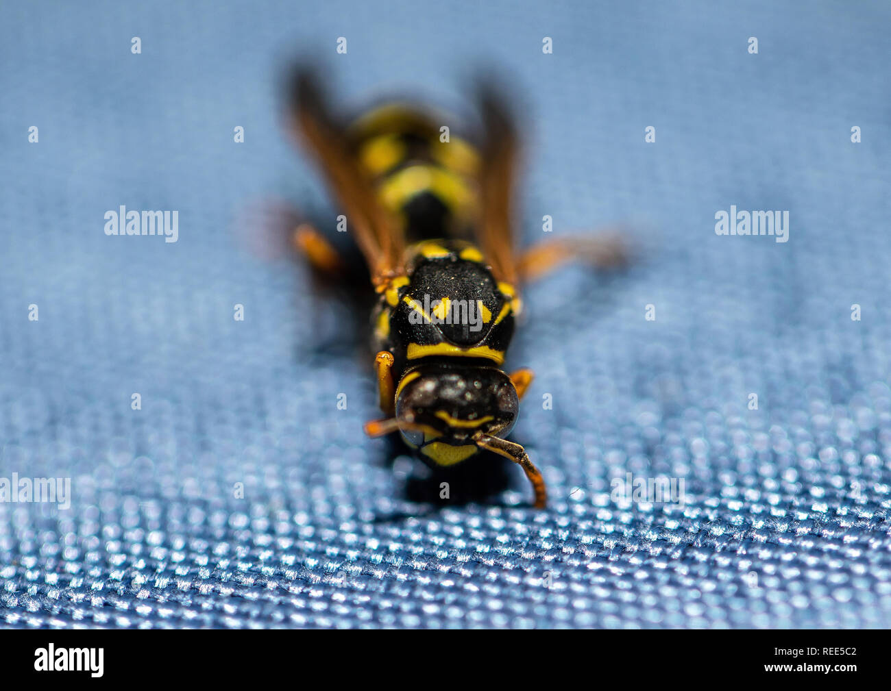 Macro picture of a wasp sitting on a table in a living rooms Stock Photo