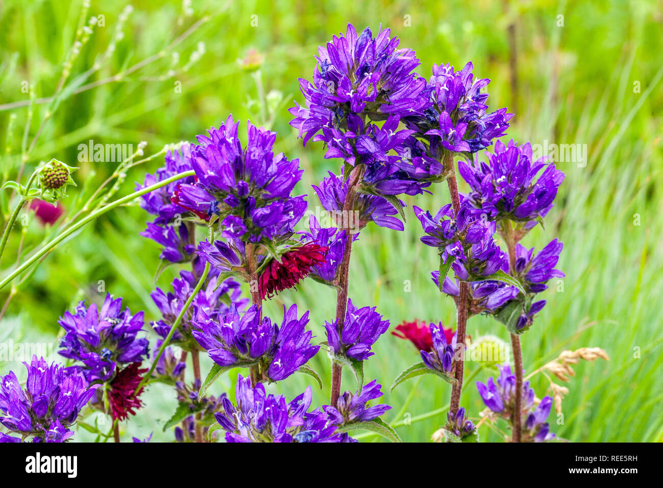 Blue garden border flowers, Clustered Bellflower Campanula glomerata Stock Photo