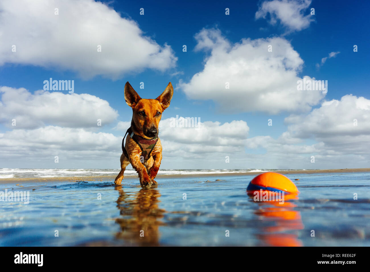 Little dog at the beach playing with a ball in the water Stock Photo ...