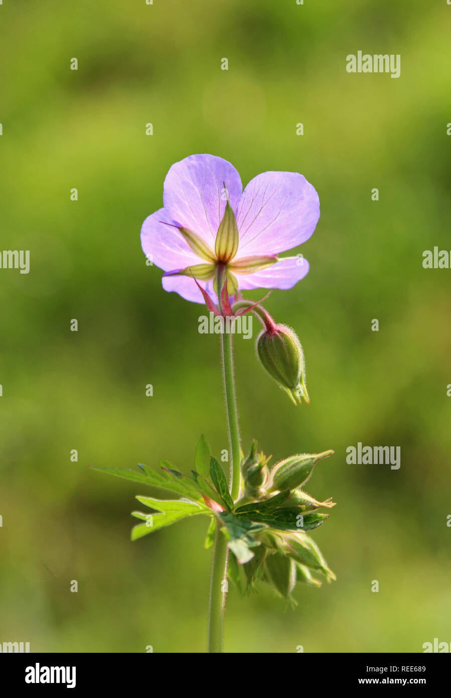 one purple chicory blossom, back lit, green background Stock Photo