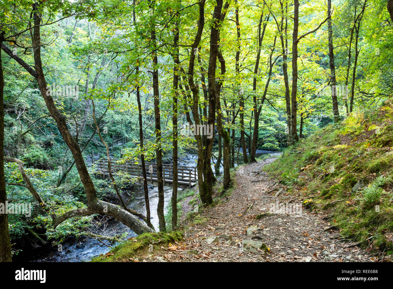 Woodland walk River Neath Pontneddfechan Glynneath Vale of Neath Powys Wales Stock Photo