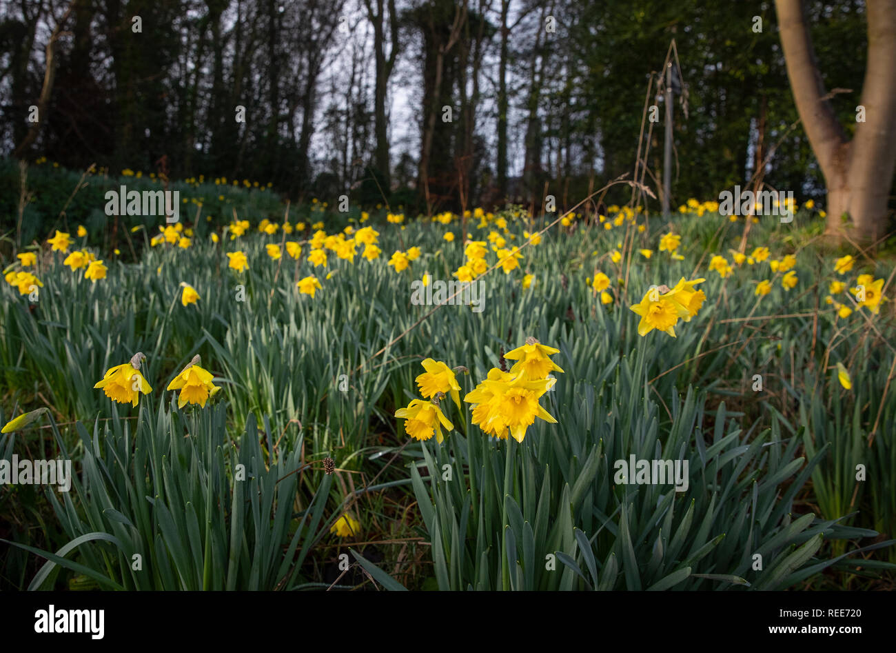 Daffodils in Woolton, Liverpool, which have bloomed early due to an earlier spell of milder weather. Stock Photo