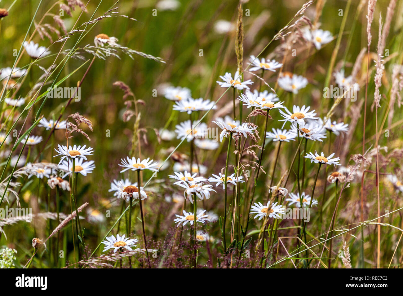 Wildflower meadow, Oxeye Daisy Leucanthemum vulgare Stock Photo