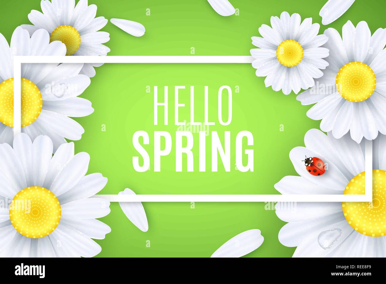 Hello spring greeting card. Ladybug creeps on the flowers. Realistic daisies. Text in frame. Seasonal banner for your design. Water drops. Vector illu Stock Vector