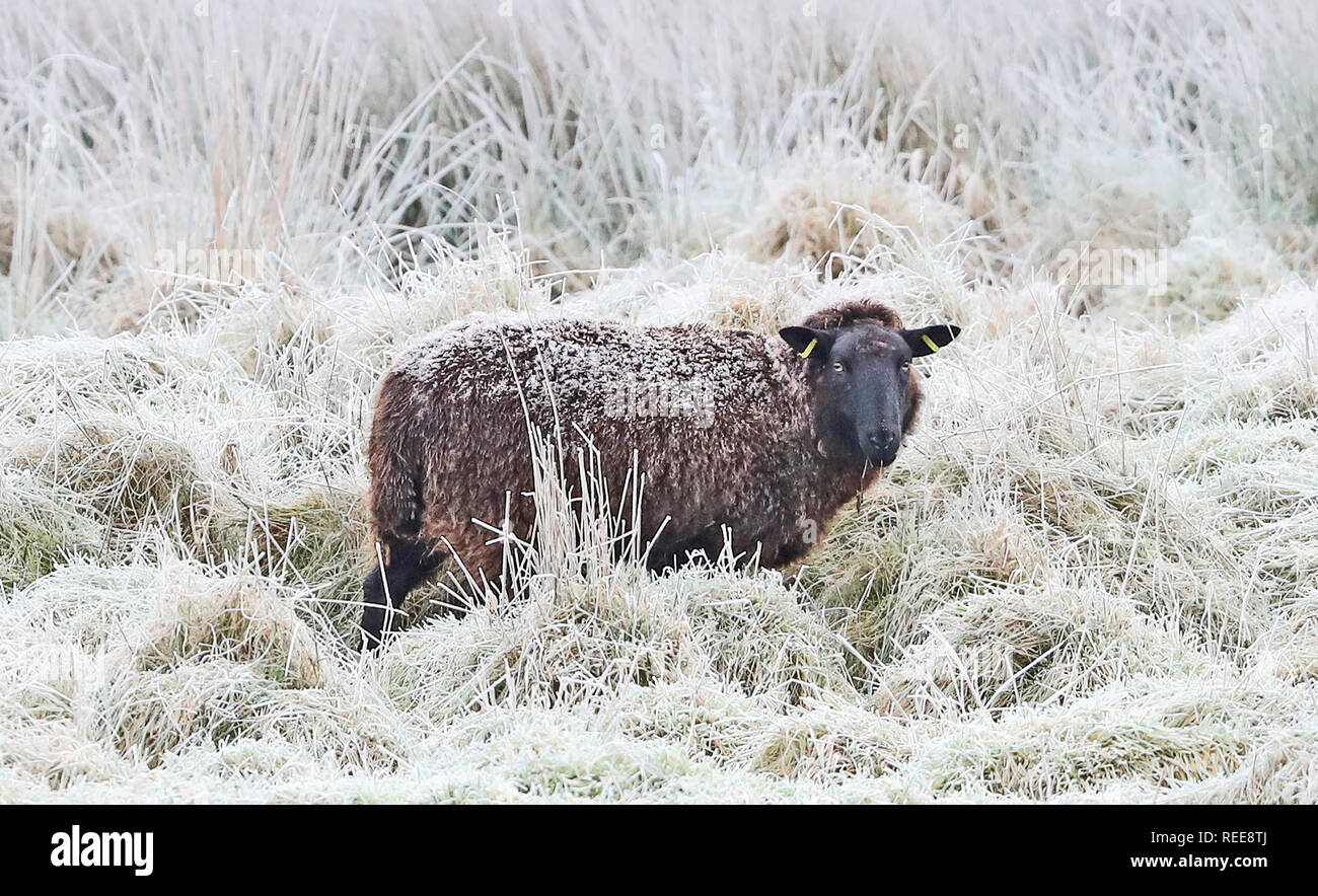 A sheep in frost covered fields near Blessington in Co Wicklow. Stock Photo