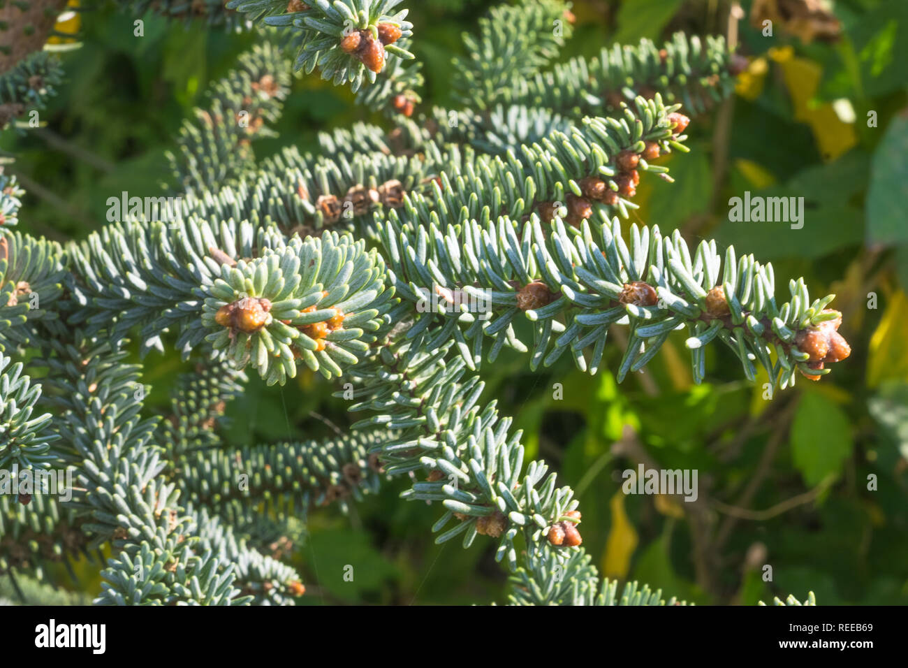 Spanish fir Abies pinsapo needles and branches. Abies pinsapo Spanish fir is a species of fir native to southern Spain and northern Morocco. Stock Photo
