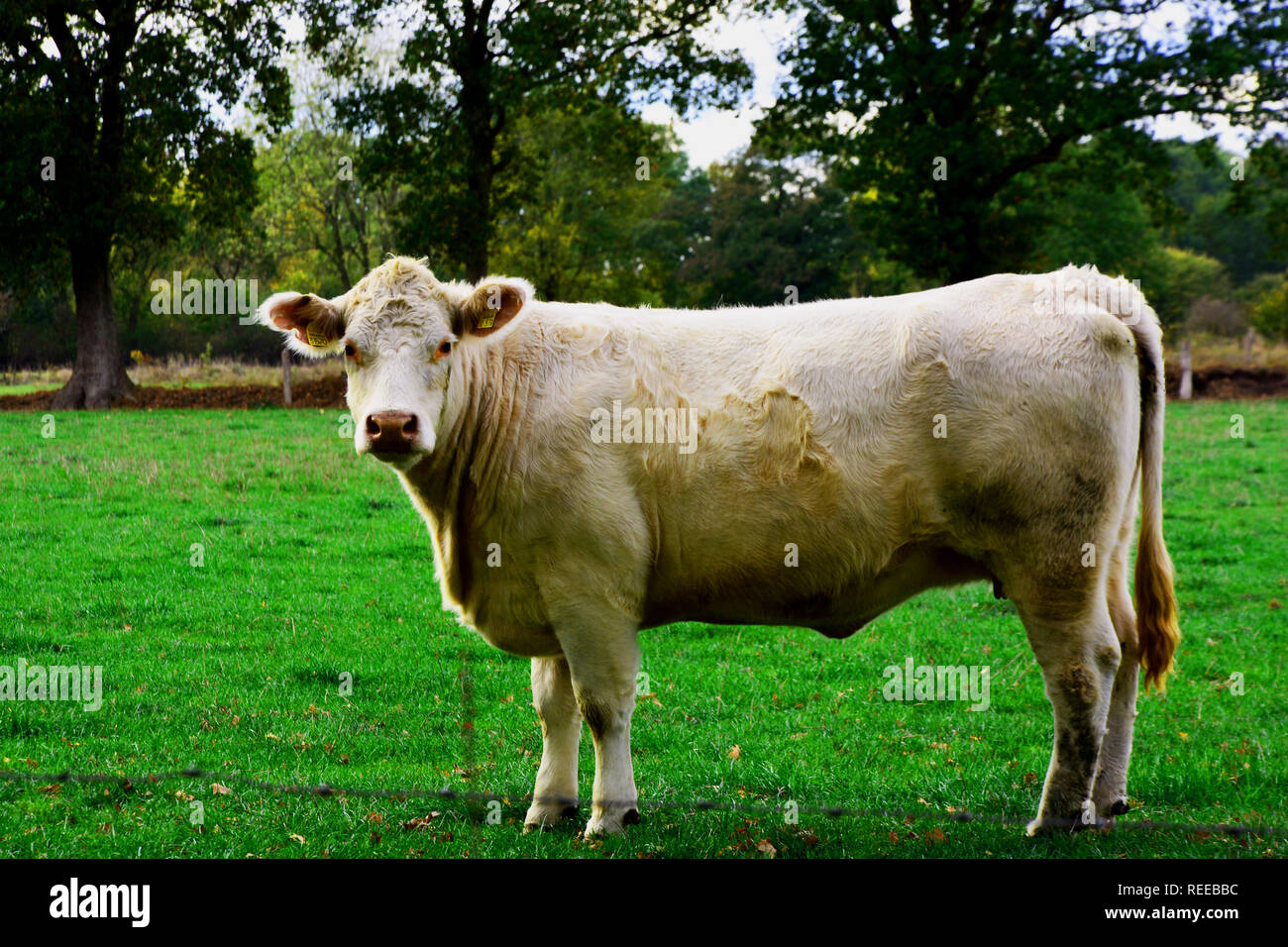 Baumallee, Hintergrund, Kühe, Baum Stock Photo
