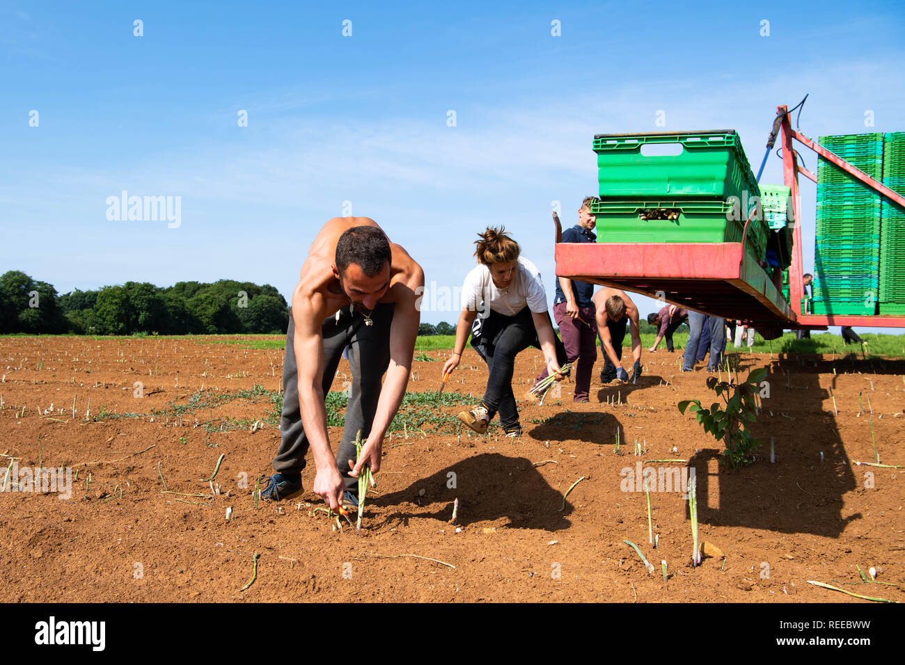 European workers harvesting the Asparagus crop on a farm in the UK