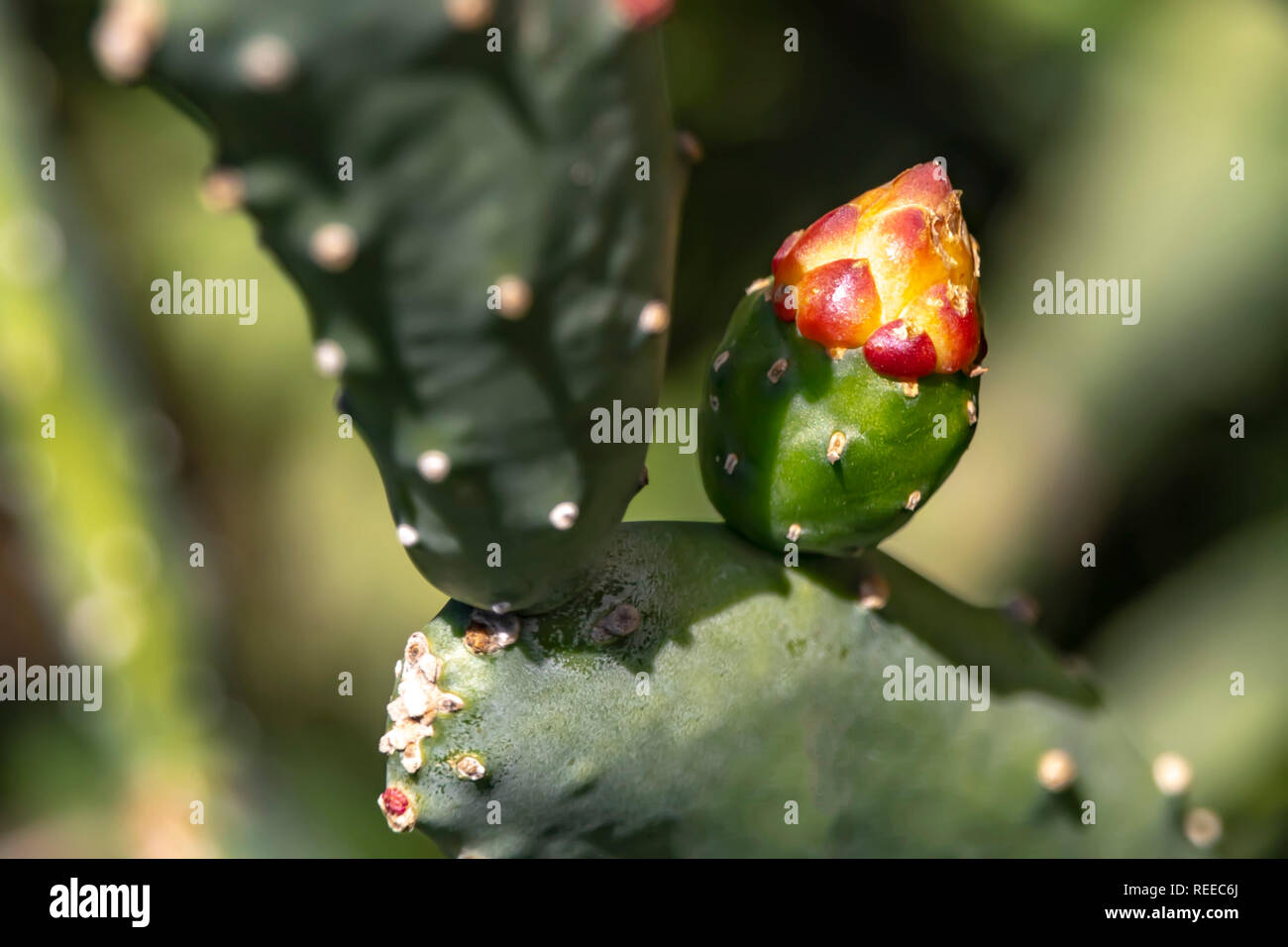 Cactus flower bud on a blurred background close-up Stock Photo