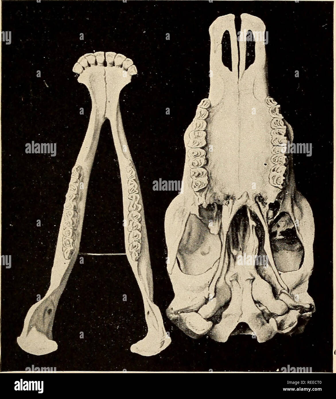 Comparative dental anatomy. Teeth; Dentistry. THE TEETH OF MAMMALS 155 so  that the grinding teeth are spread out and de- veloped laterally to resist  the transverse move- ment so necessary to