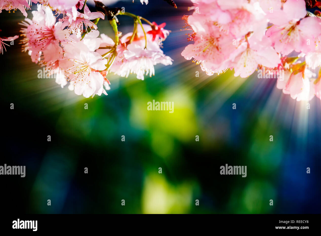 The Sakura Flower or Cherry Blossom With Beautiful Nature Background ...