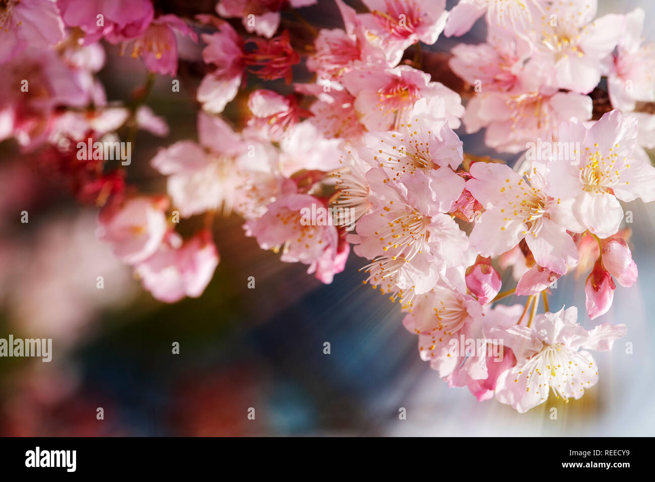 The Sakura Flower or Cherry Blossom With Beautiful Nature Background ...