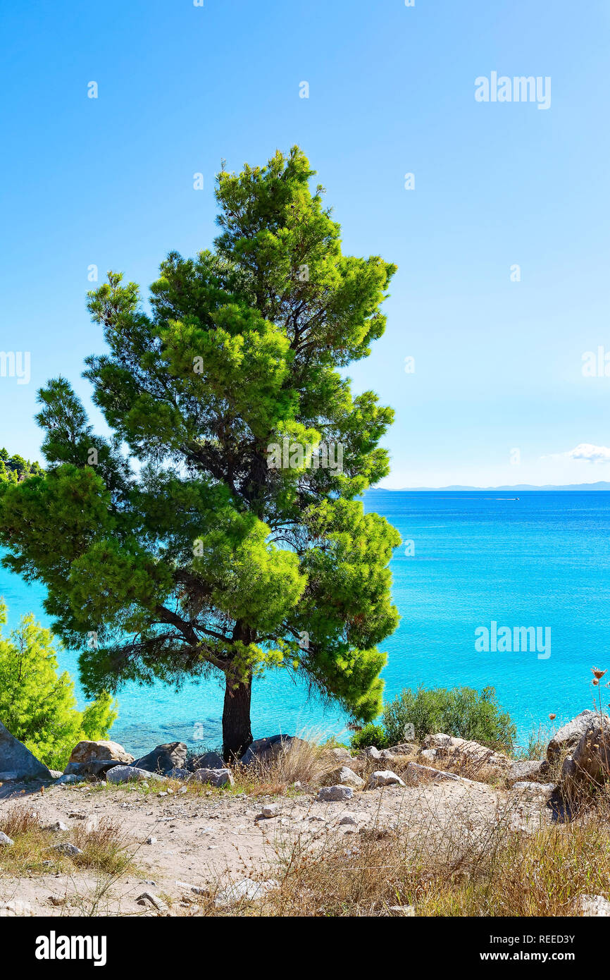 Scenic bay with stunning sea water, pine trees. Assos village, Mediterranean  Sea, Greece. Summer getaway on Greek Island. Royalty-Free Stock Image -  Storyblocks