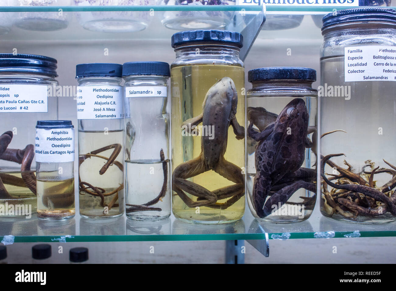 A scientific collection of amphibians preserved in formaldehyde at the La Salle Natural History Museum in San Jose, Costa Rica Stock Photo