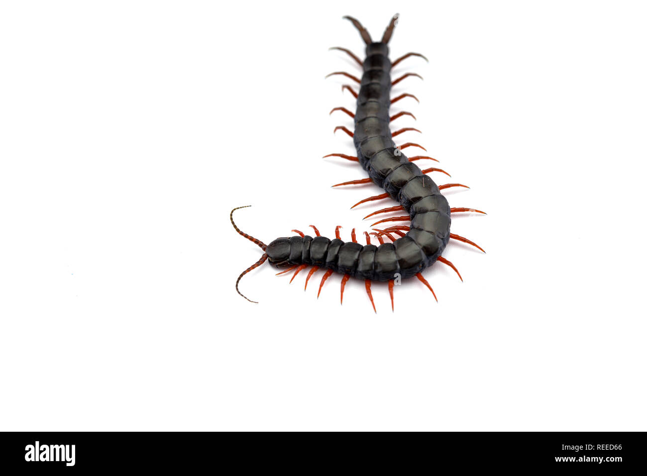 Giant centipede isolated on white background Stock Photo