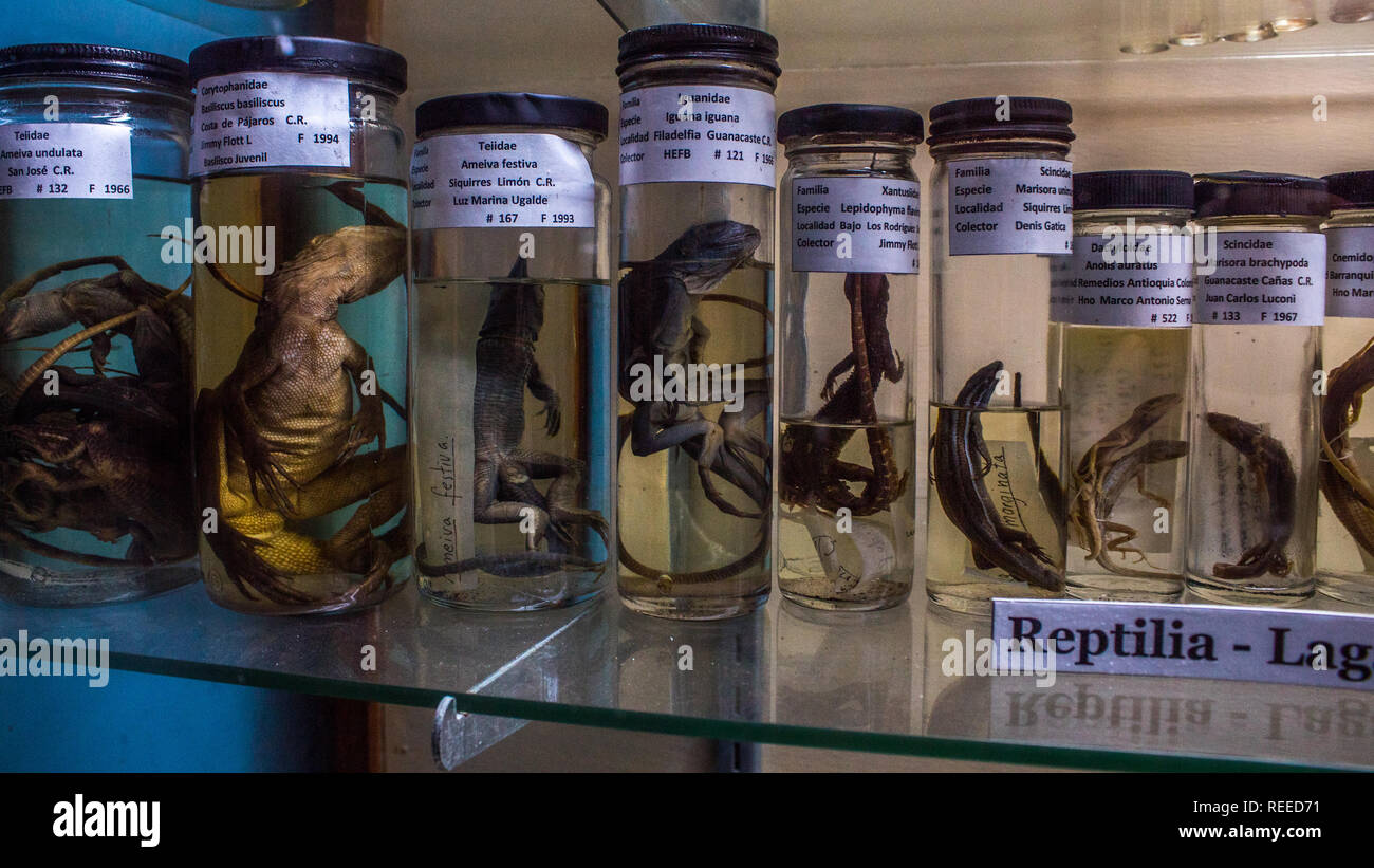 A scientific exhibition of various lizards preserved in formaldehyde at La Salle Natural History Museum Stock Photo