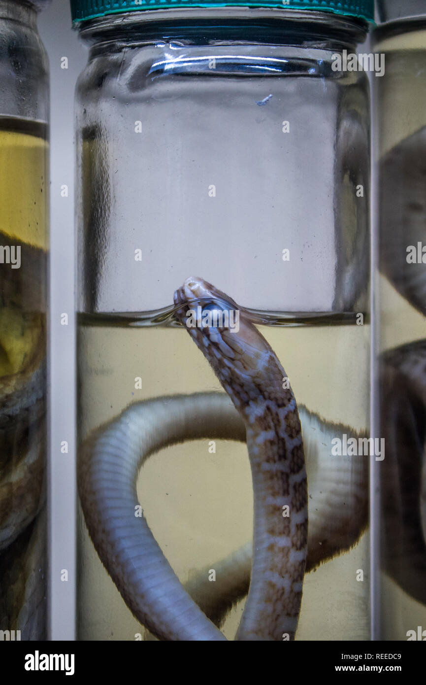 A closeup photo of a snake from the genus mastigodryas preserved in formalin. Stock Photo