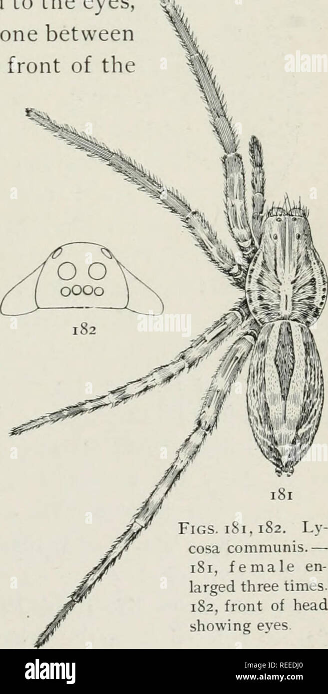. The common spiders of the United States. Spiders. middle. The sides are darkest toward the front end, where there are two black spots. The under side is lighter than the back. The epigynum 180) differs from that of the related species, having the middle lobe narrow in front and wide and triangular at the end. Lycosa communis. — This is a common spider in pastures, running in grass or hiding under stones. It varies in color from light gray to almost black, but the markings are almost always the same and distinct. On the thorax there is a middle stripe ex- tending forward to the eyes, and a na Stock Photo