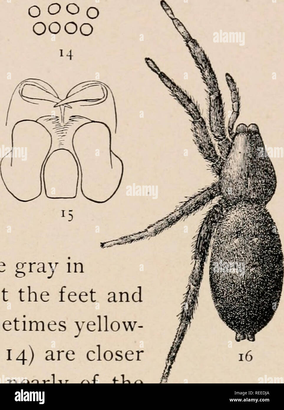 The Common Spiders Of The United States Spiders United States The Drassid E 5 Oooq Oooo Long The Eyes Are Arranged As In Varicgata The Middle Eyes Being Even More Distinctly