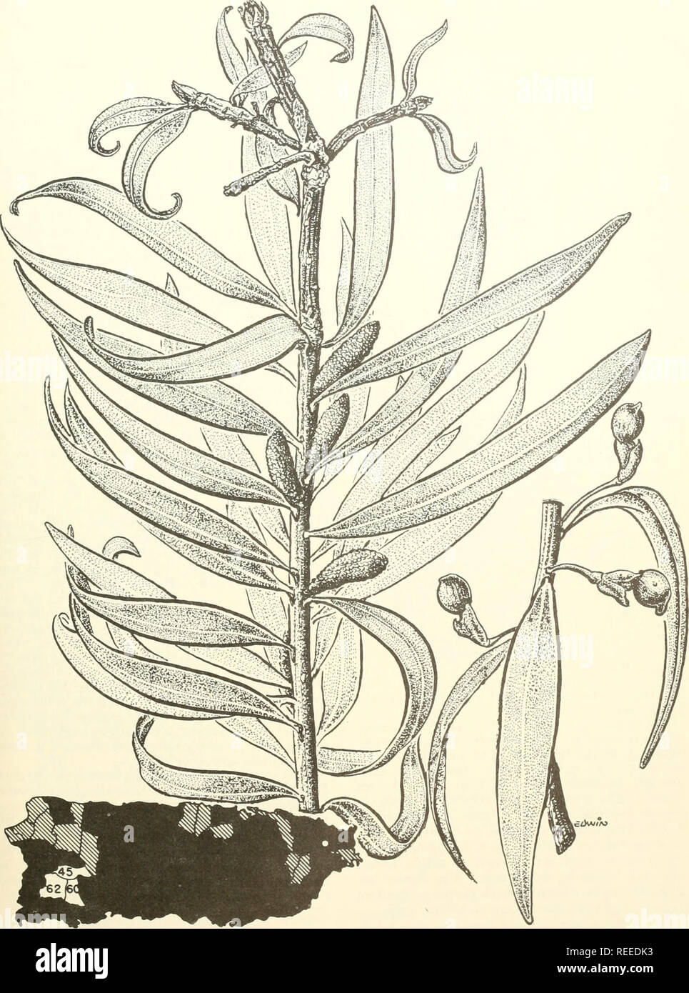 . Common trees of Puerto Rico and the Virgin Islands. Trees -- Puerto Rico; Trees -- Virgin Islands of the United States. 2. Caobilla, podocarp Natural size. Podocarpus coriaceus L. C. Rich. 31. Please note that these images are extracted from scanned page images that may have been digitally enhanced for readability - coloration and appearance of these illustrations may not perfectly resemble the original work.. Little, Elbert Luther, 1907-; Wadsworth, Frank H. (Frank Howard). Washington, D. C. : U. S. Dept. of Agriculture, Forest Service Stock Photo