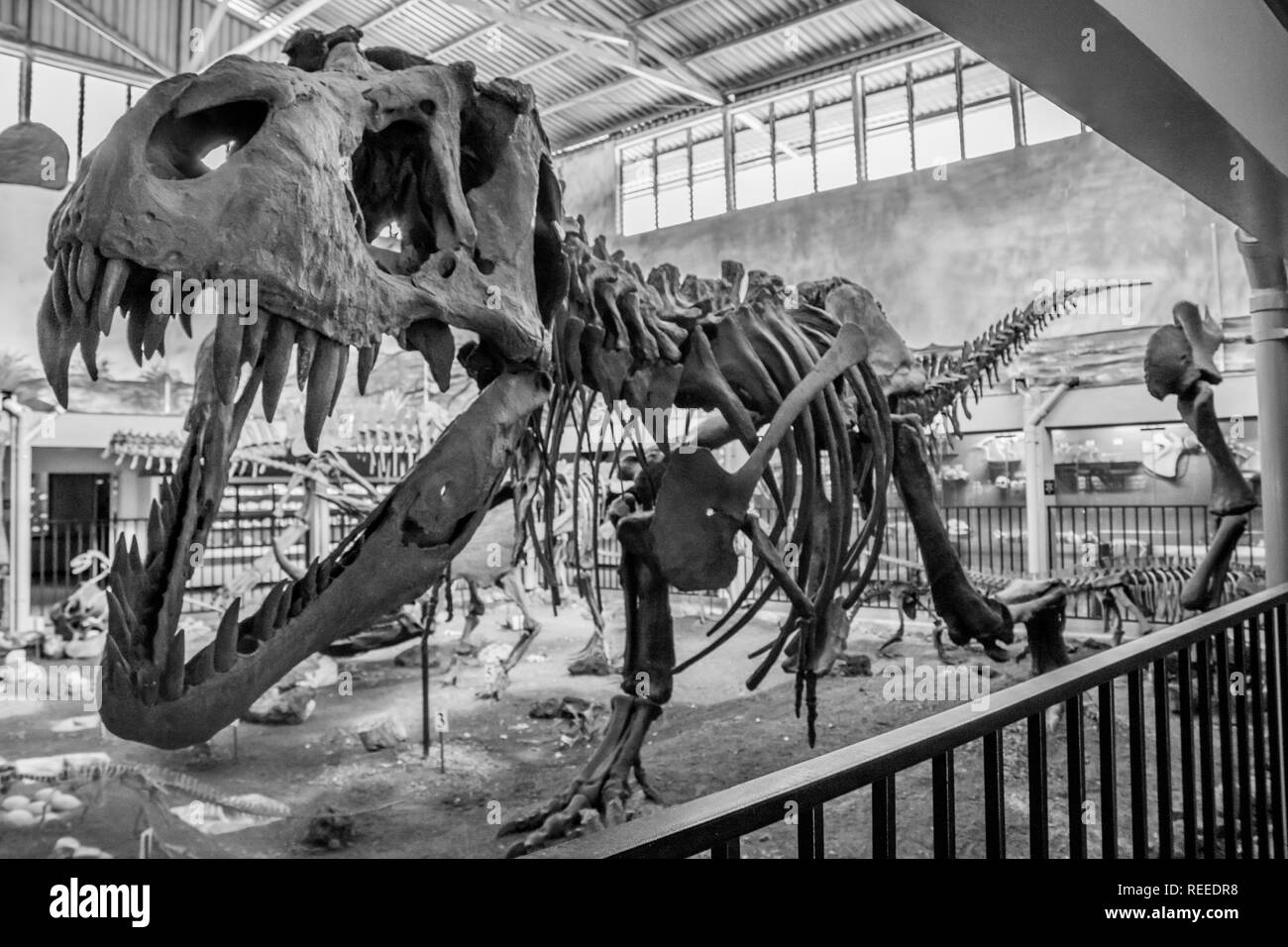 A black and white photo of a skeleton of Tyrannosaurus rex at La Salle Natural History Museum, San Jose, Costa Rica Stock Photo