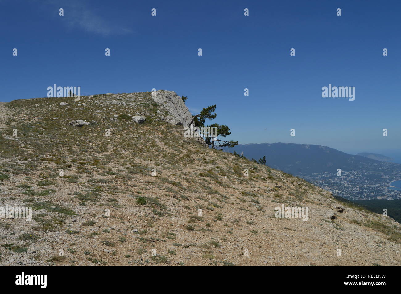 A lonely pine tree with a curving trunk on a mountainside, against a blue sky. Stock Photo