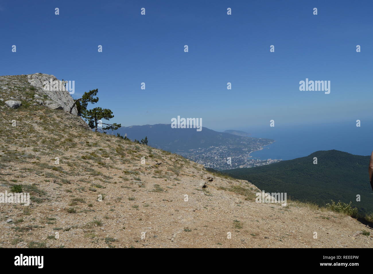 A lonely pine tree with a curving trunk on a mountainside, against a blue sky. Stock Photo