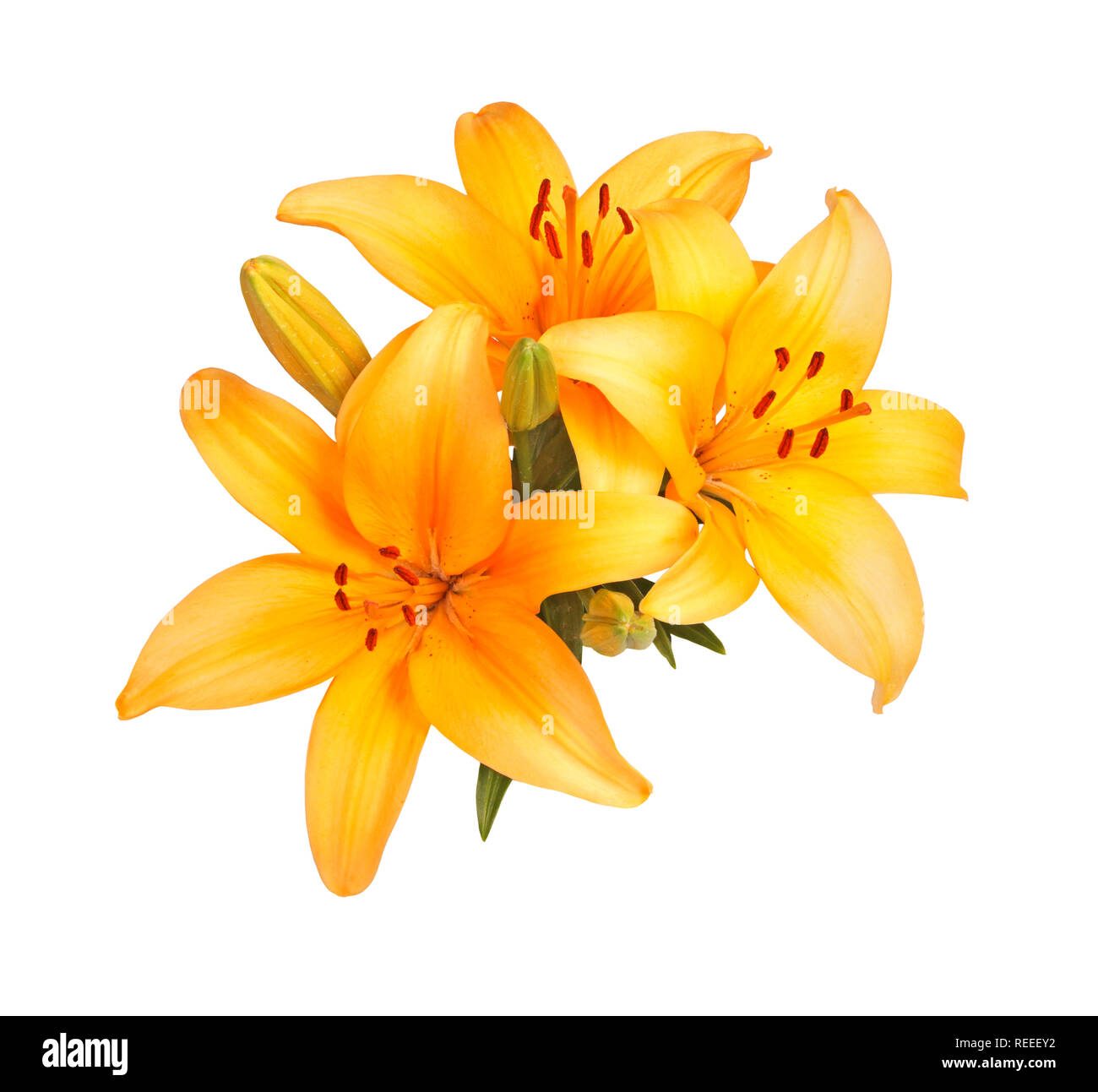 Single cluster of bright orange flowers of an Asiatic lily hybrid isolated against a white background Stock Photo