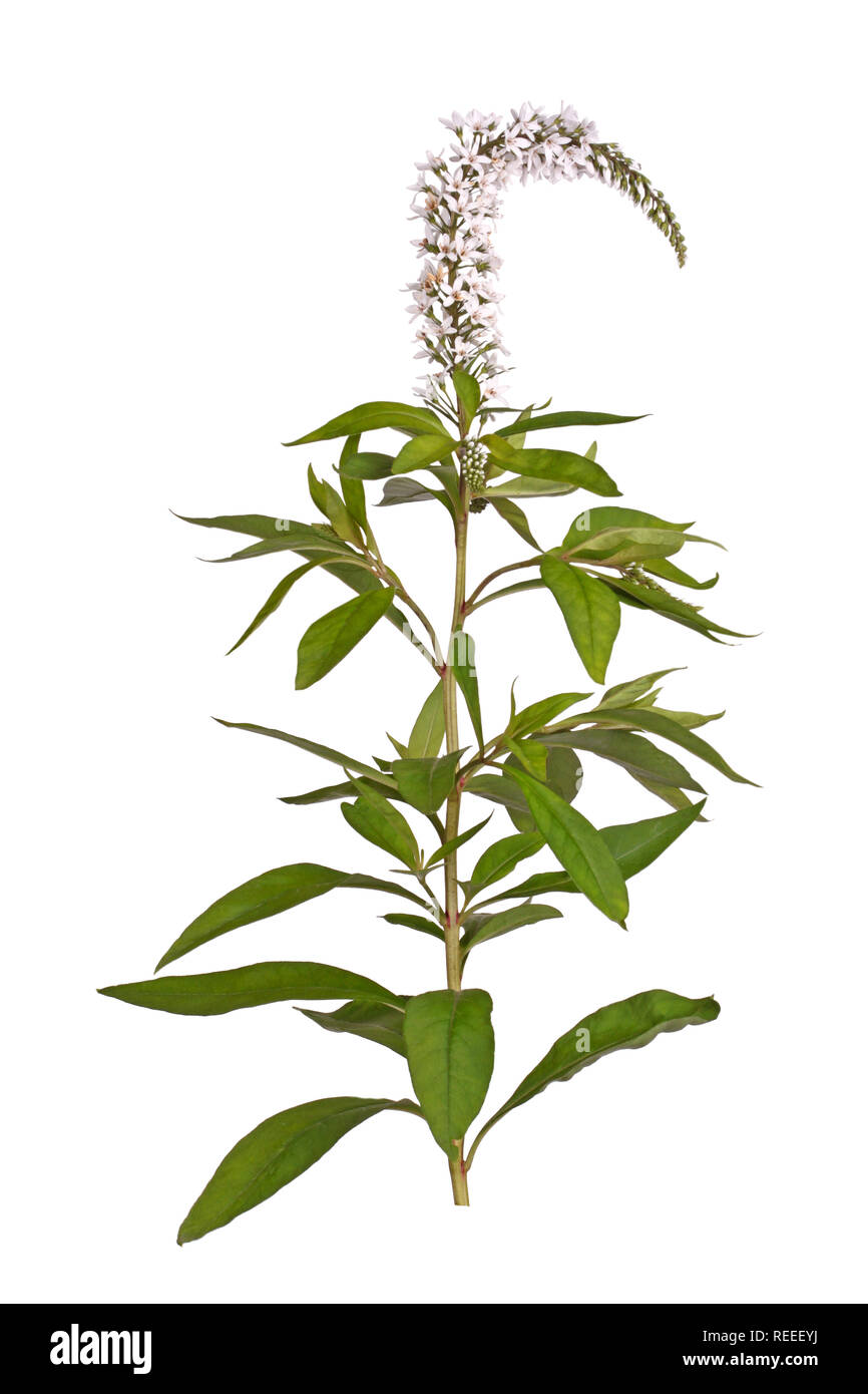 Single flower stem and leaves of gooseneck loosestrife (Lysimachia clethroides) isolated against a white background Stock Photo
