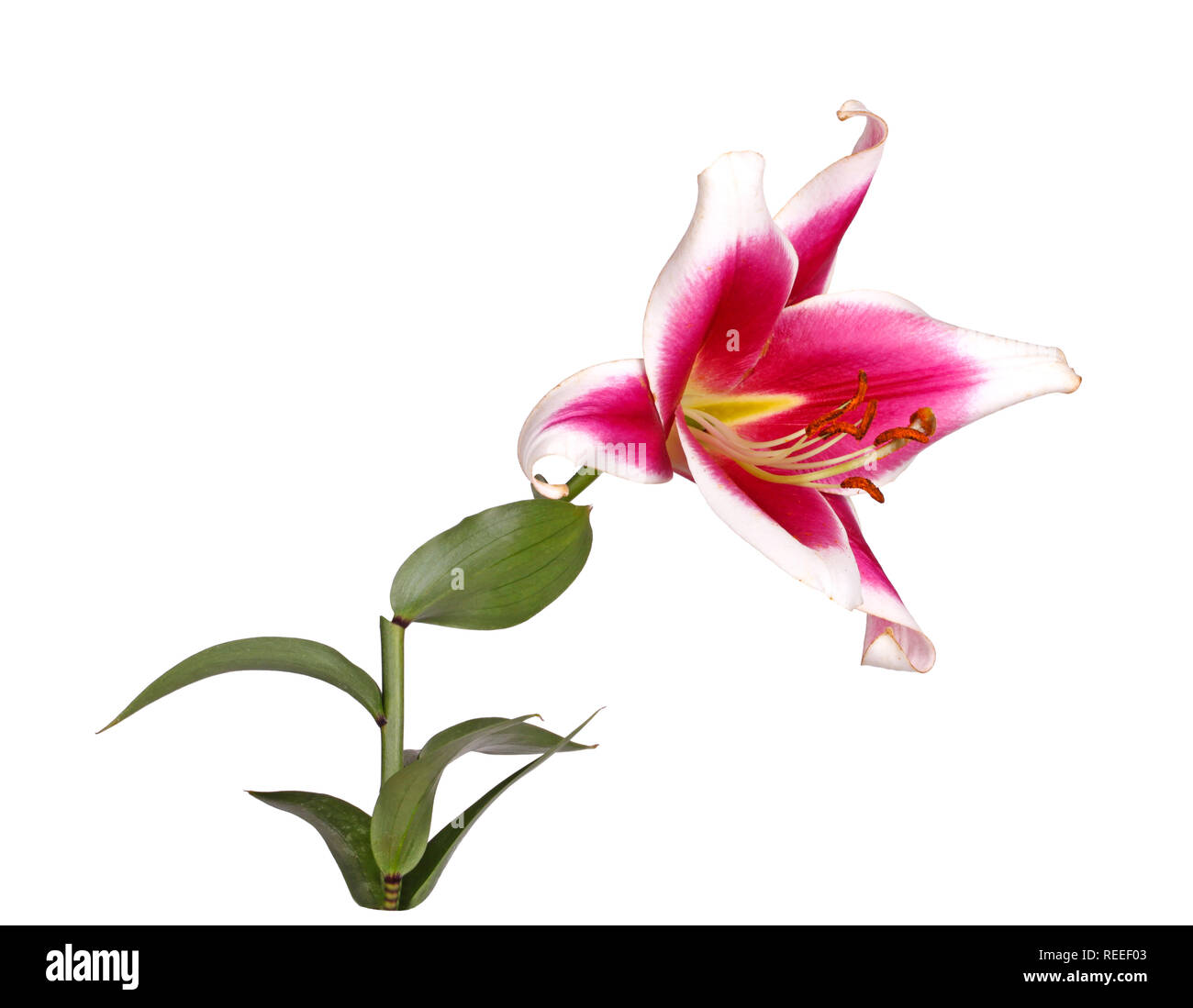 Stem with a single bright red and white flower of an Orienpet lily hybrid isolated against a white background Stock Photo
