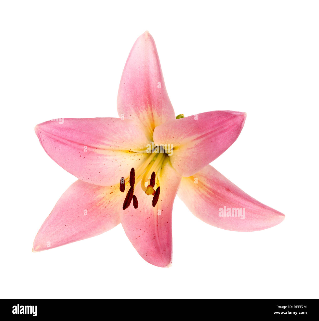 Single bright pink and yellow flower of an Asiatic lily hybrid isolated against a white background Stock Photo