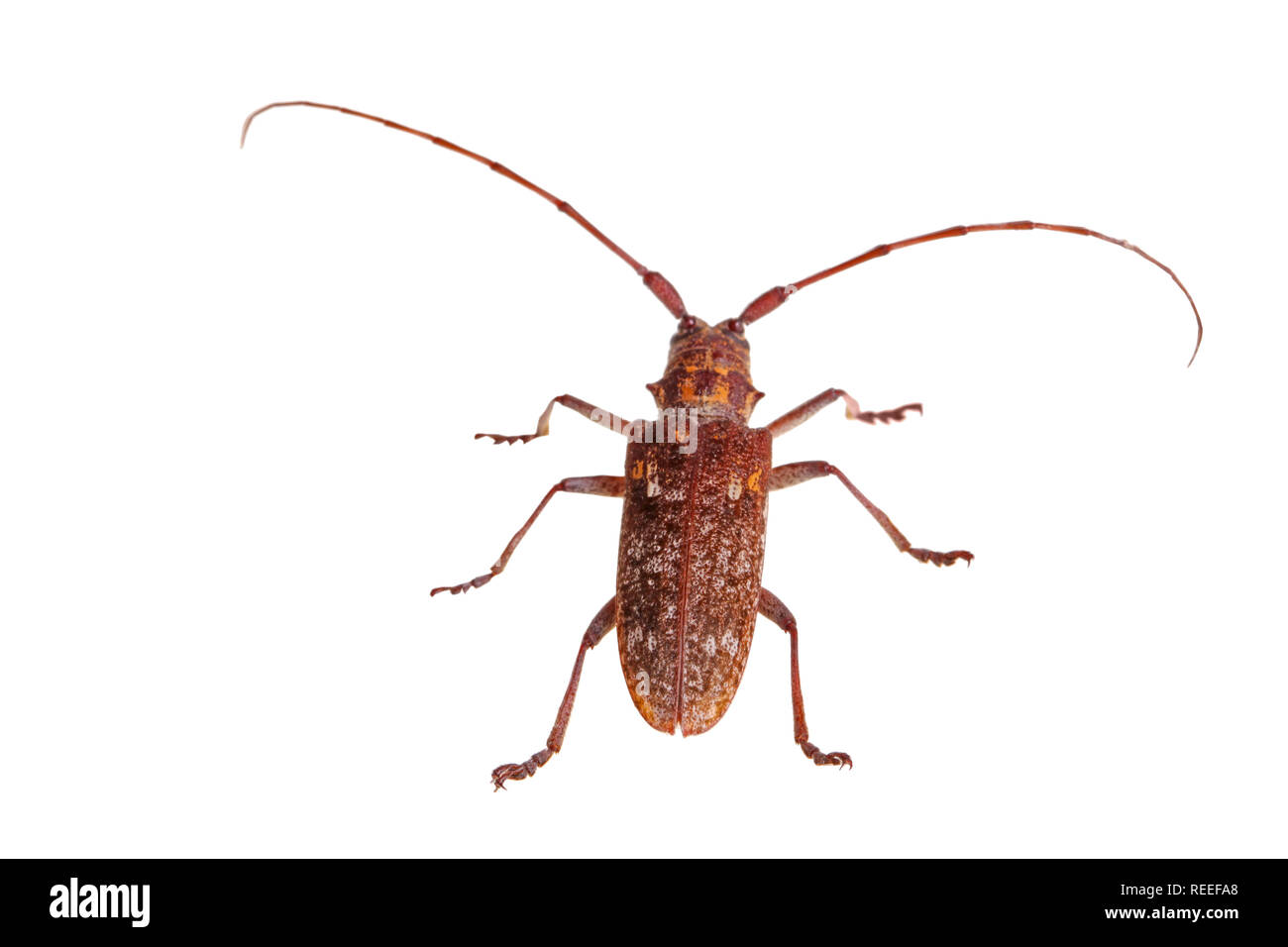 Adult of the Carolina pine sawyer, Monochamus carolinensis, a species of longhorn beetle in the Family Cerambycidae, isolated against a white backgrou Stock Photo
